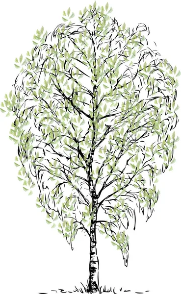 Freehand Drawing Single Birch Tree Spring — Stockvector