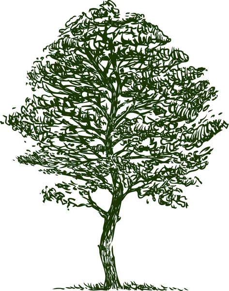 Freehand Drawing Single Curved Deciduous Tree — Stockvector