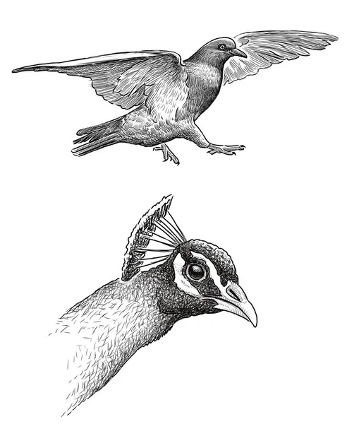 Sketches Flying Pigeon Head Peacock — Stock Photo, Image