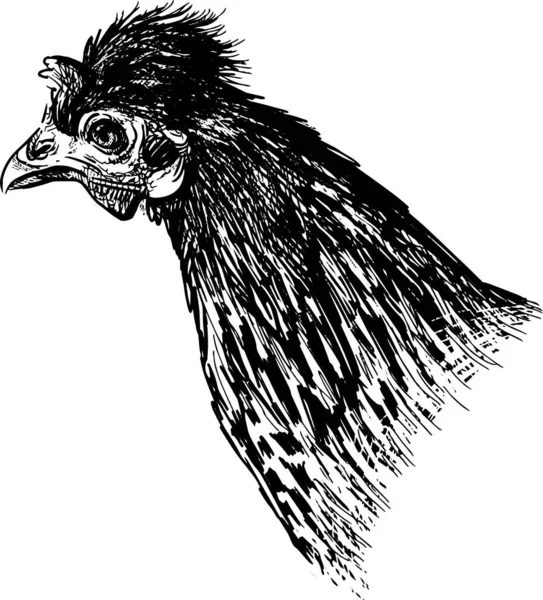 Disegno Mano Libera Della Gallina Domestica — Vettoriale Stock