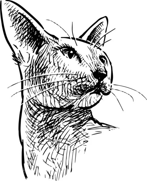 Desenho Mão Livre Cabeça Raça Pura Doméstico Gato Sphynx —  Vetores de Stock
