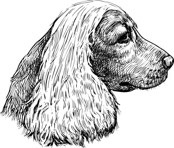 Dibujo Mano Alzada Del Perfil Retrato Pura Raza Cocker Spaniel — Vector de stock