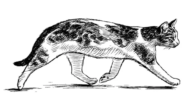 Freihändige Zeichnung Einer Spazierenden Gefleckten Hauskatze — Stockvektor