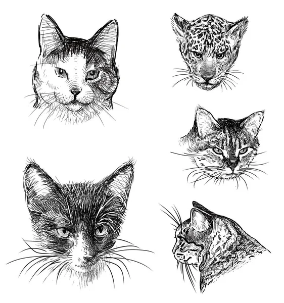 Vrijstaande Tekeningen Van Portretten Van Verschillende Katten — Stockfoto