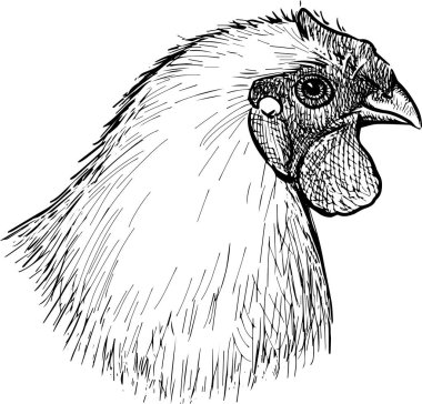 Beyaz tavuk çiftliğinin serbest çizimi.