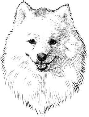 Tüylü, beyaz, safkan, şirin, tükürük köpek portresinin serbest çizimi.