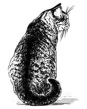 Oturma ve ev kedisi aramanın serbest çizimi