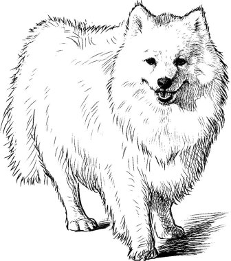 Tüylü, beyaz, safkan, şirin, tükürük köpeğinin serbest çizimi.