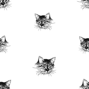 Eskiz portresinin kusursuz arka planı sevimli ev kedisi.