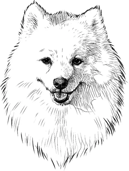 Dessin Main Levée Portrait Chien Spitz Mignon Pelucheux Blanc Race — Image vectorielle