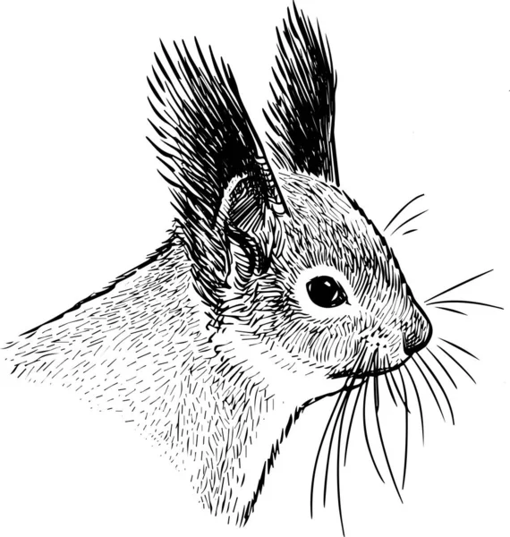 Свободный Рисунок Портрета Милой Лесной Белки — стоковый вектор