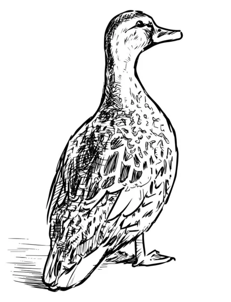Ręczny Rysunek Dzikiej Kaczki Cętkowanej Stojącej Patrzącej — Wektor stockowy