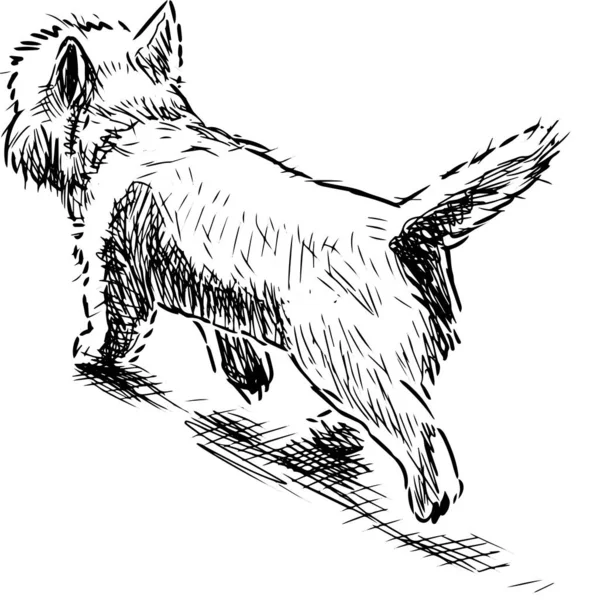 Sketch Cute Lap Dog Walking Outdoors — Stock Vector