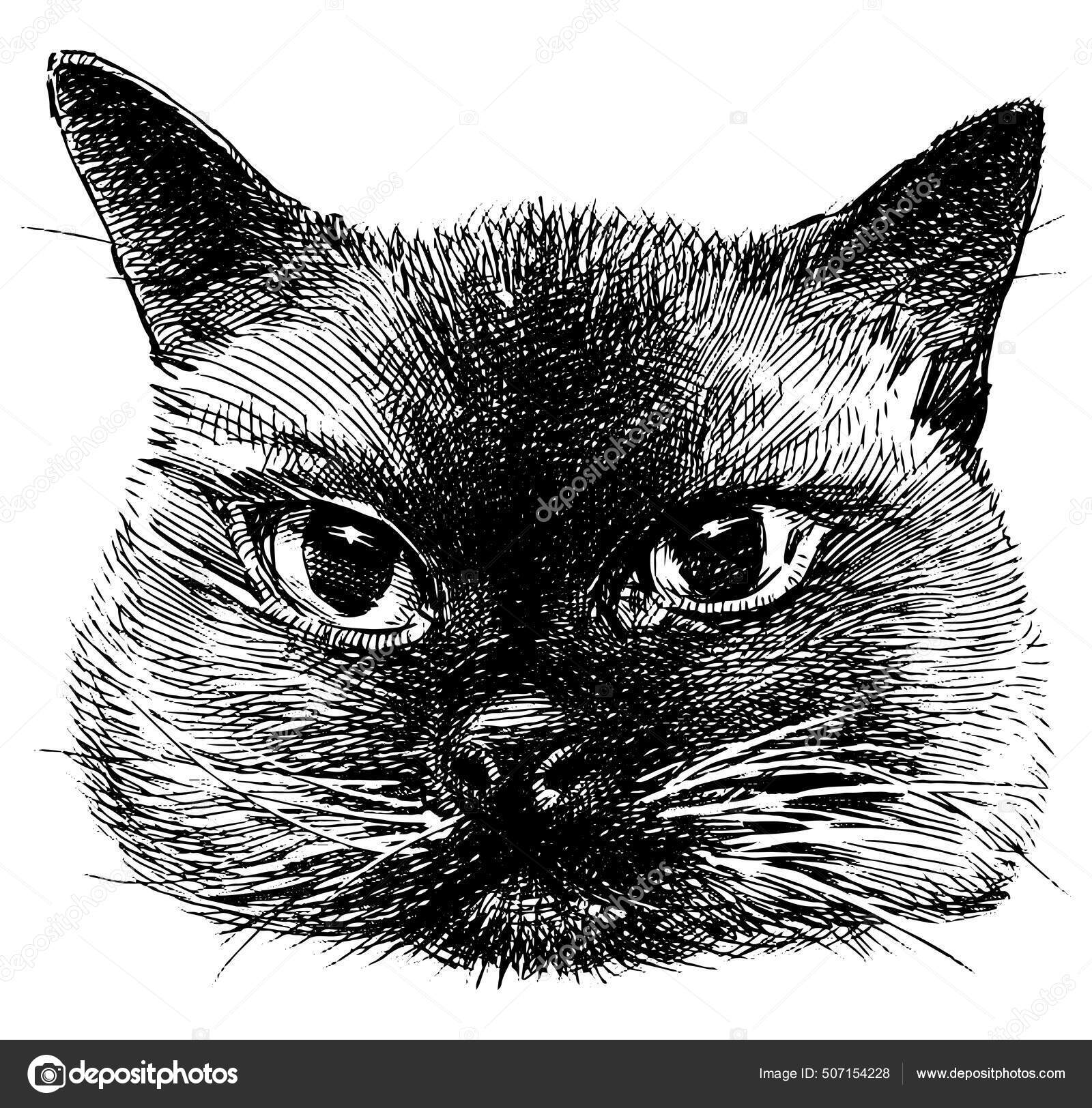 Cabeça de gato bonito realista desenho a preto e branco à mão