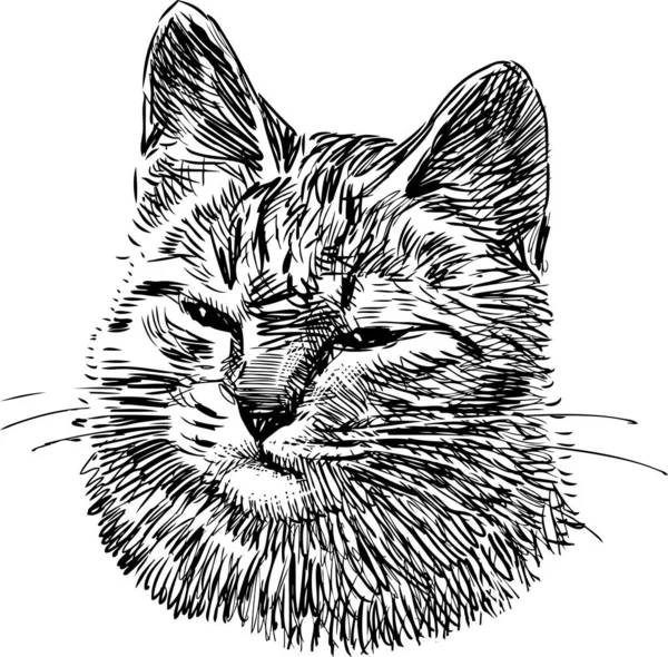 手绘肖像可爱家猫 — 图库矢量图片