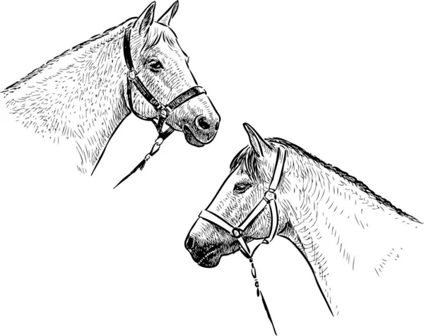 Эскизы Голов Белых Чистокровных Лошадей — стоковый вектор