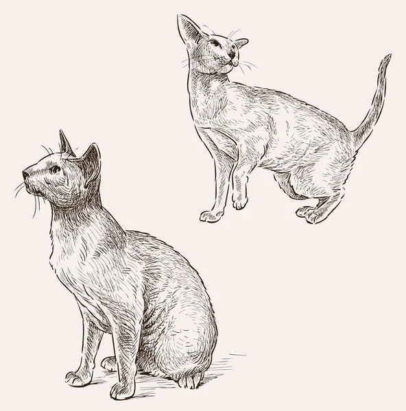 Schizzi di gatto sfinge — Vettoriale Stock