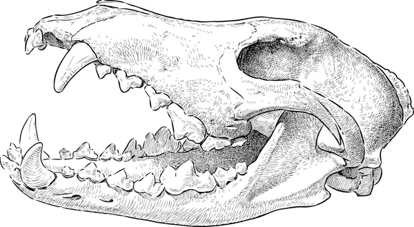 Lobo cráneo — Archivo Imágenes Vectoriales