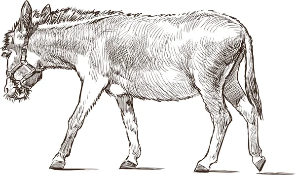 Burro estriado — Vetor de Stock