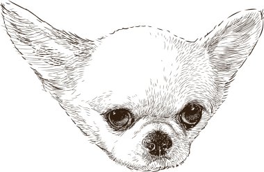 Chihuahua kafa