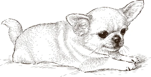 Cane chihuahua — Vettoriale Stock