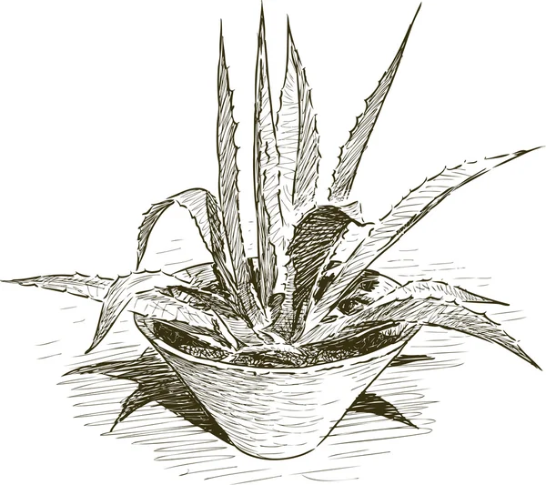 Agave en pot de fleurs — Image vectorielle