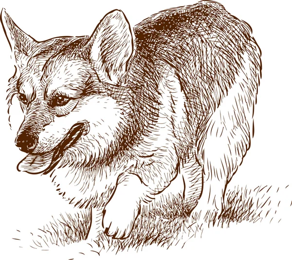 Galés Corgi en un paseo — Archivo Imágenes Vectoriales