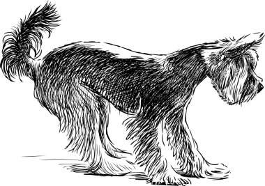 Sürpriz kucak köpeği