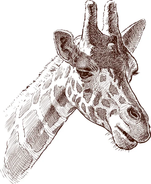 Giraffe hoofd — Stockvector