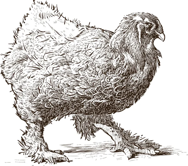 Striding hen — Stock Vector