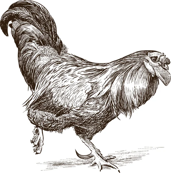 Running cock — Stock Vector