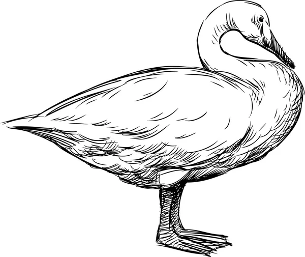 Ständiga swan — Stock vektor