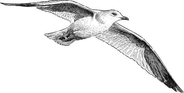 Gaviota en vuelo — Archivo Imágenes Vectoriales