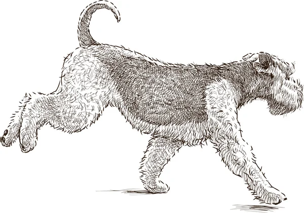 Correr terrier — Vector de stock