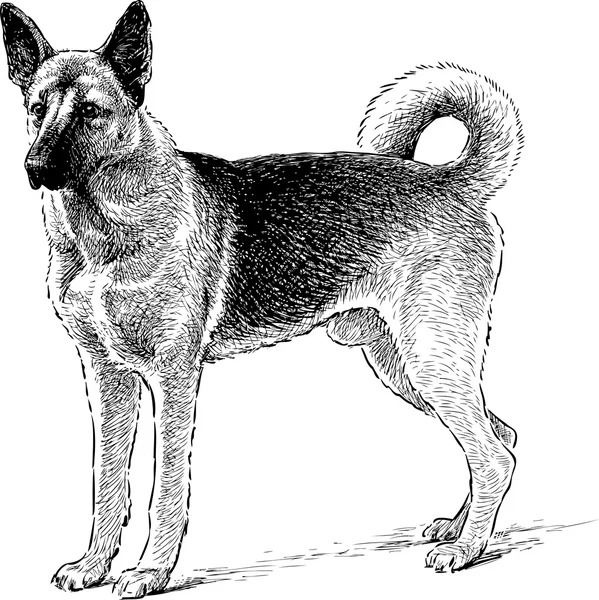 Schäferhund — Stockvektor