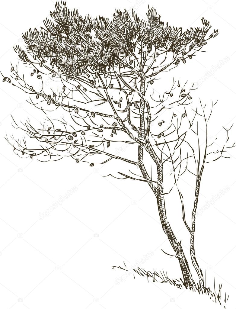 Sketch of a pine tree