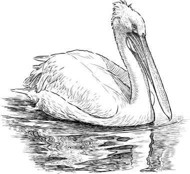 Pelikan göl