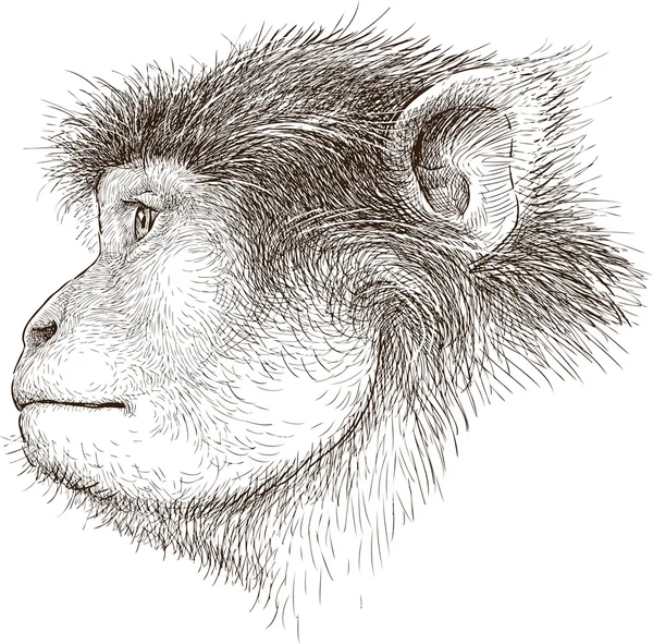 Мавпи голови — стоковий вектор
