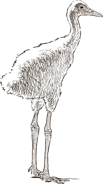 Crane fågelunge — Stock vektor