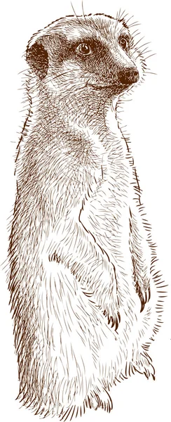 Meerkat — Image vectorielle