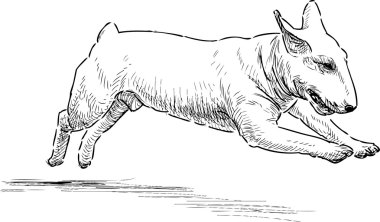 Çalışan bullterrier