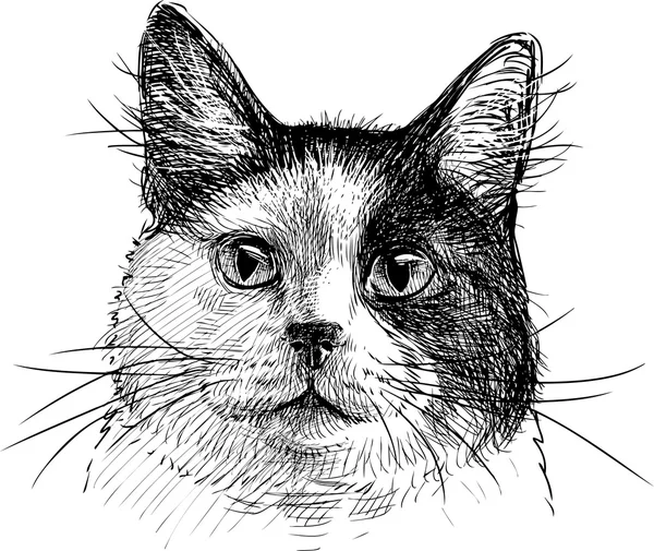 Retrato de um gato — Vetor de Stock