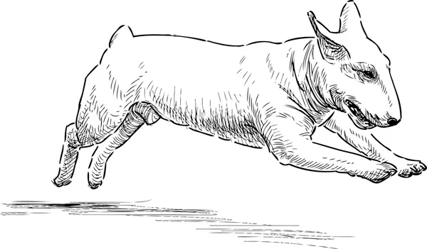 Laufender Bullterrier — Stockvektor