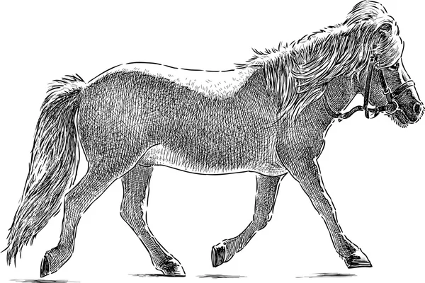 Paseo de pony — Archivo Imágenes Vectoriales