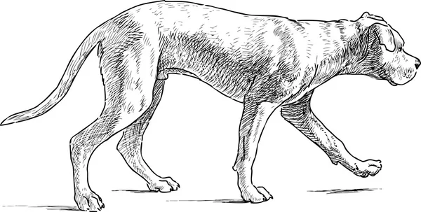 Прогулка щенка — стоковый вектор