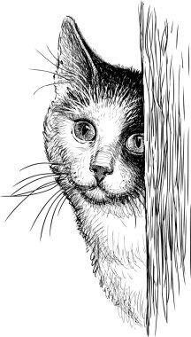 Gözetleme kedi