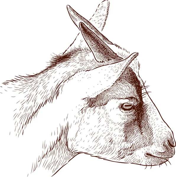 Kopf der jungen Ziege — Stockvektor