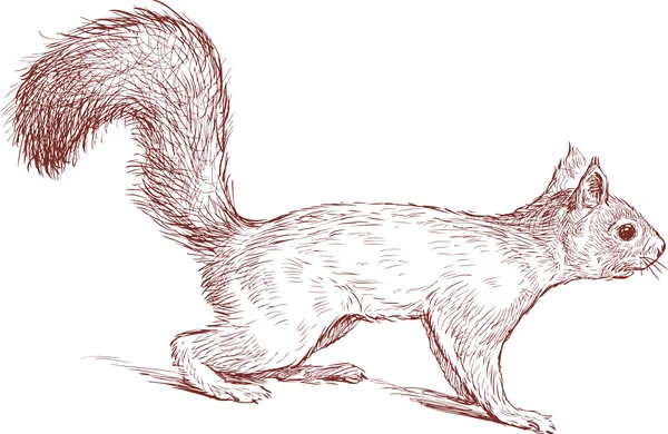 Bystré squirre — Stockový vektor