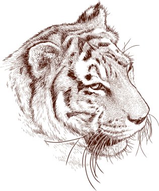 bir kaplan başkanı