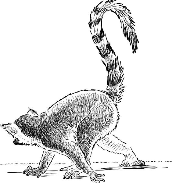 Crouching lemur — Stockvector